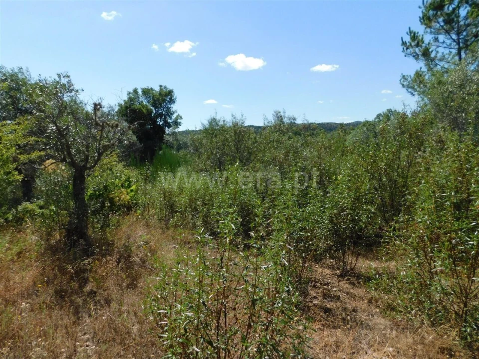 Terreno para Venda em Capinha Foto 2