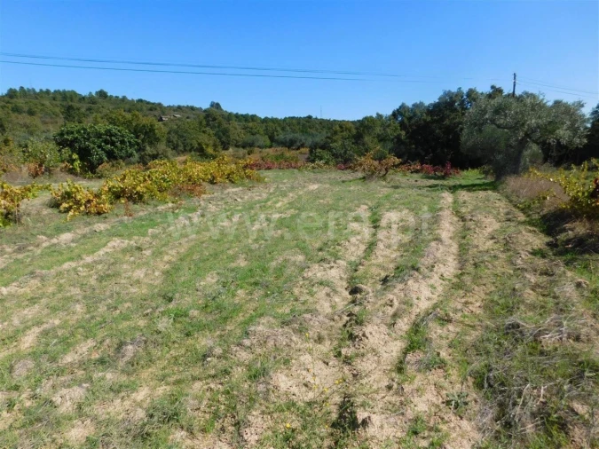 Terreno para Venda em Pero Viseu Foto 3