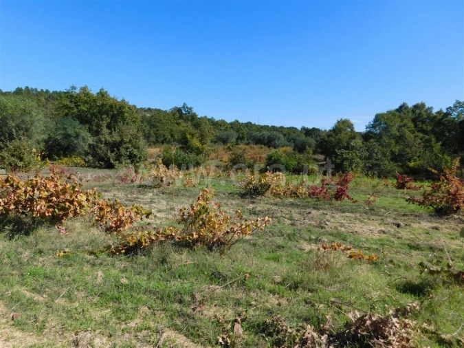 Terreno para Venda em Pero Viseu Foto 5
