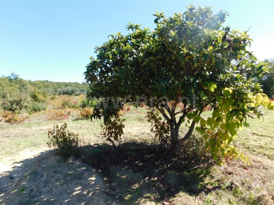 Terreno para Venda em Pero Viseu Foto 6
