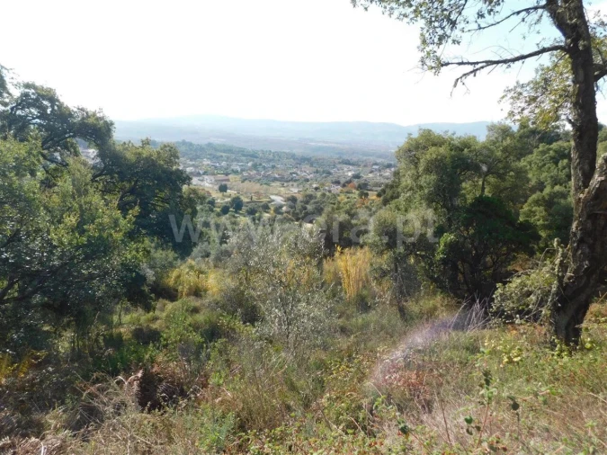Terreno para Venda em Pero Viseu Foto 3
