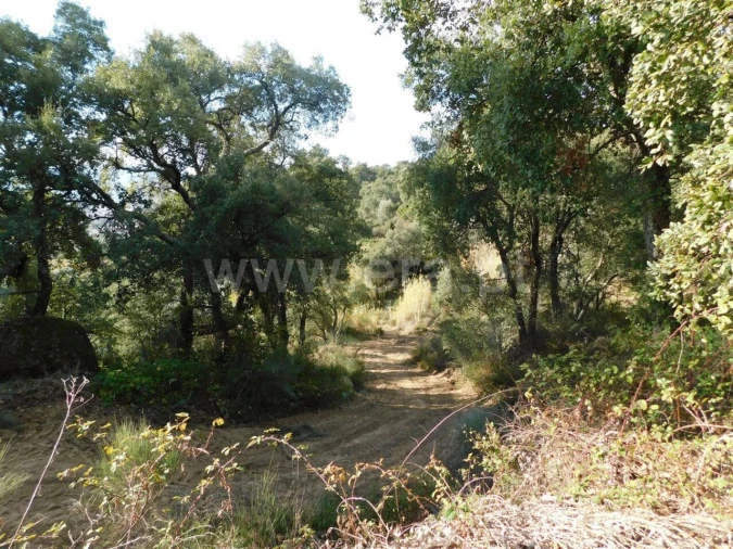 Terreno para Venda em Pero Viseu Foto 2