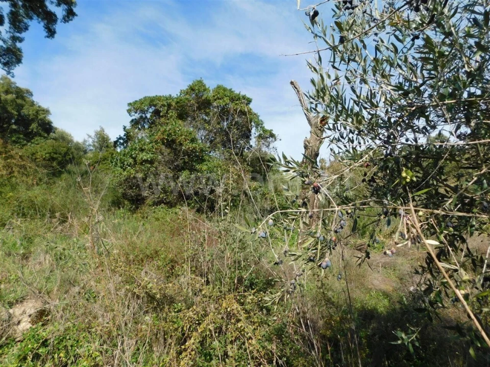 Terreno para Venda em Pero Viseu Foto 8