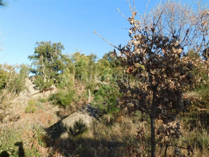 Terreno para Venda em Pero Viseu Foto 3