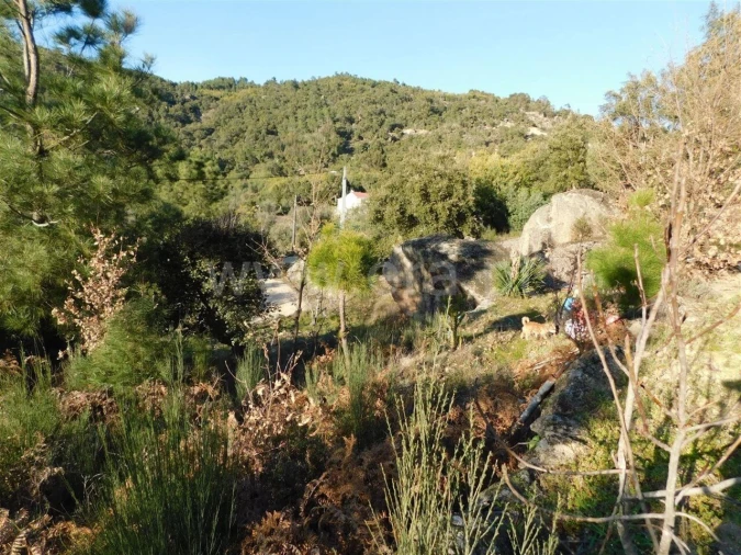 Terreno para Venda em Pero Viseu Foto 7