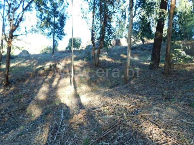 Terreno para Venda em Pero Viseu Foto 2