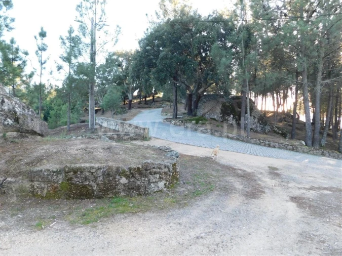 Terreno para Venda em Pero Viseu Foto 11
