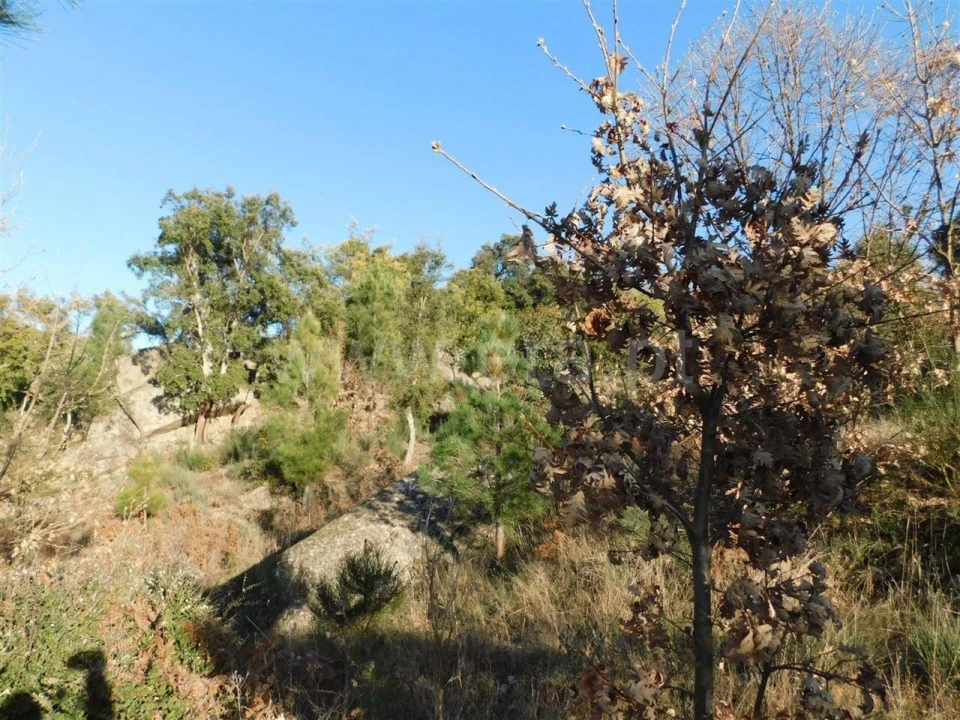 Terreno para Venda em Pero Viseu Foto 3