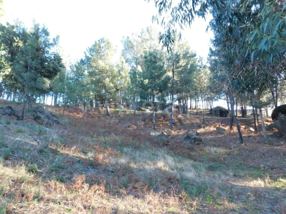 Terreno para Venda em Pero Viseu Foto 4
