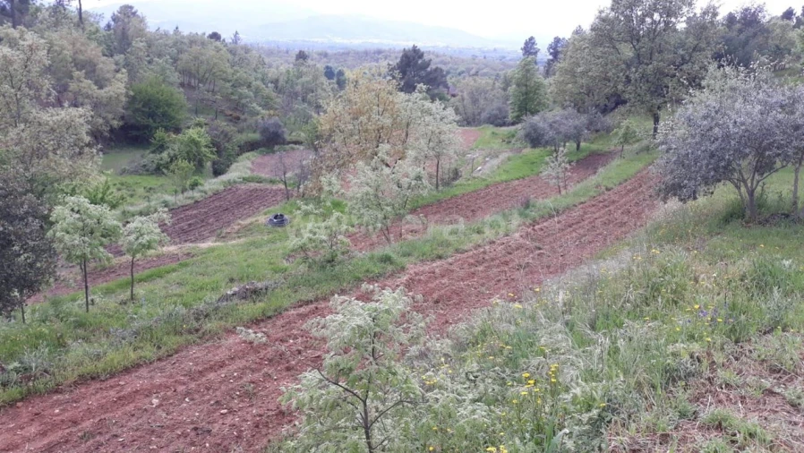 Quinta T0 para Venda em Pero Viseu Foto 4