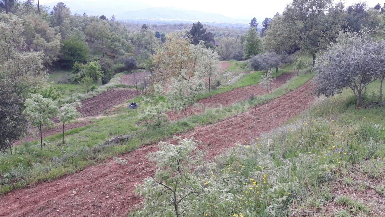 Quinta T0 para Venda em Pero Viseu Foto 4