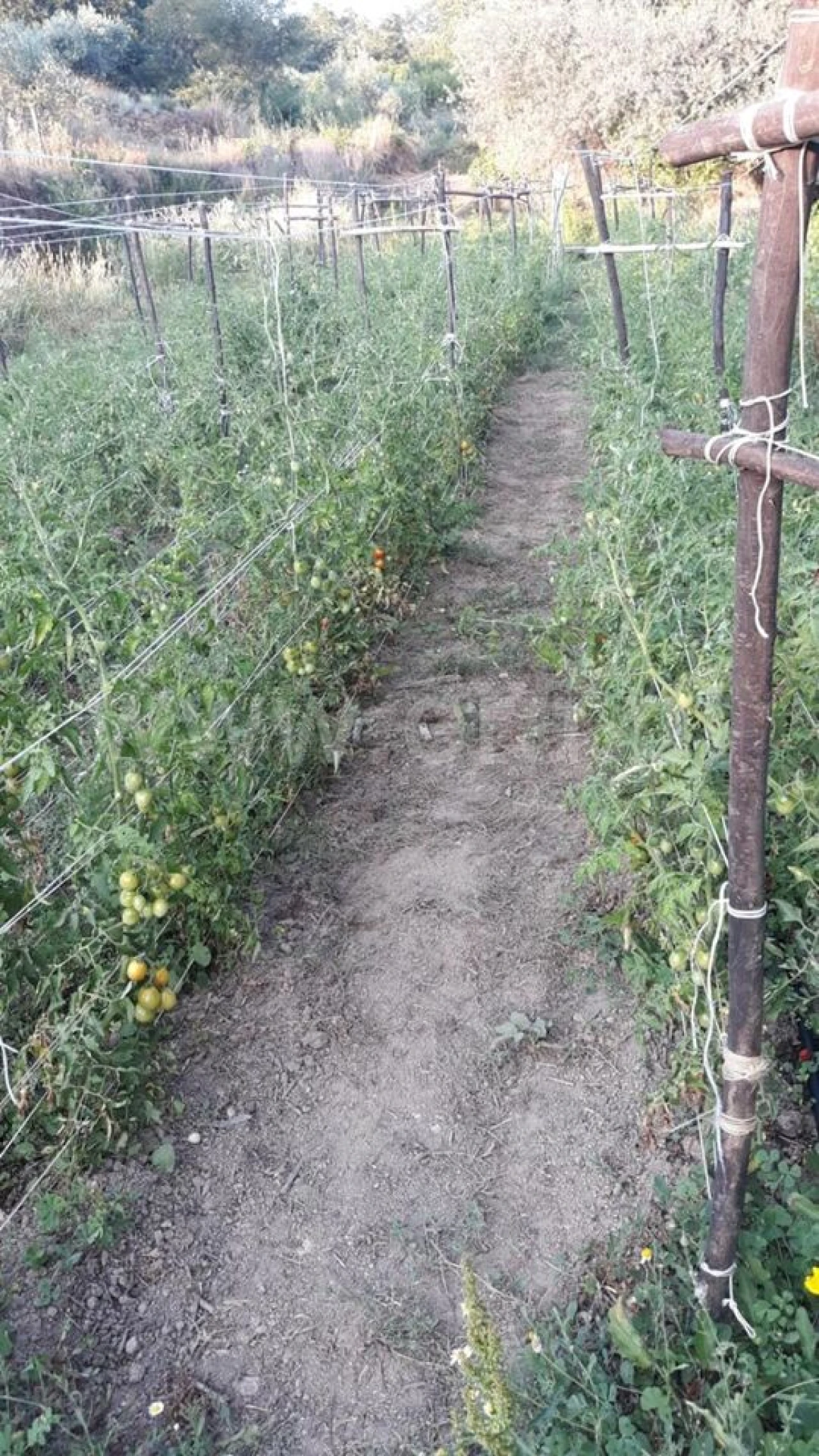 Quinta T0 para Venda em Pero Viseu Foto 10