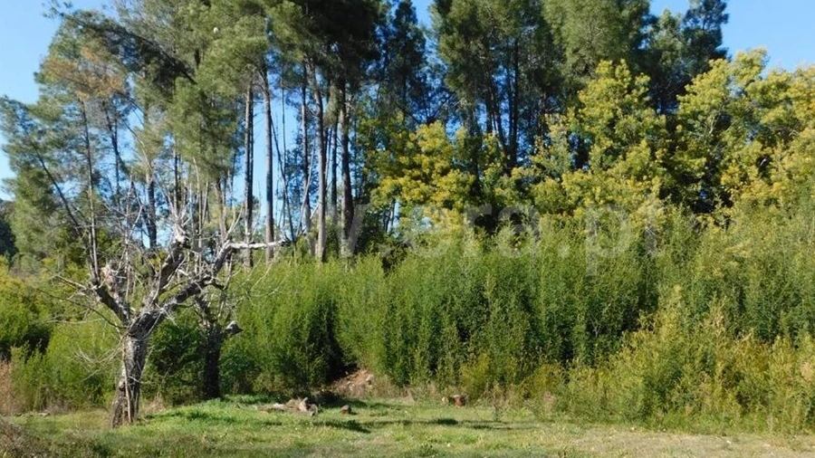 Terreno para Venda em Alcaide