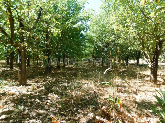 Terreno para Venda em Souto da Casa Foto 9
