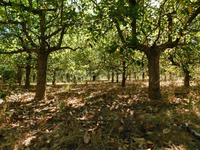 Terreno para Venda em Souto da Casa Foto 14