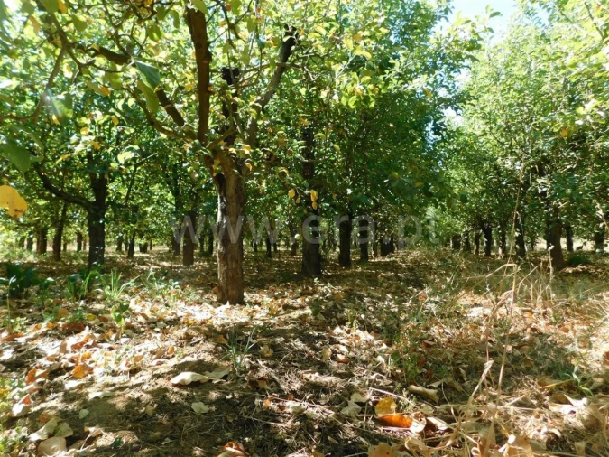 Terreno para Venda em Souto da Casa Foto 10