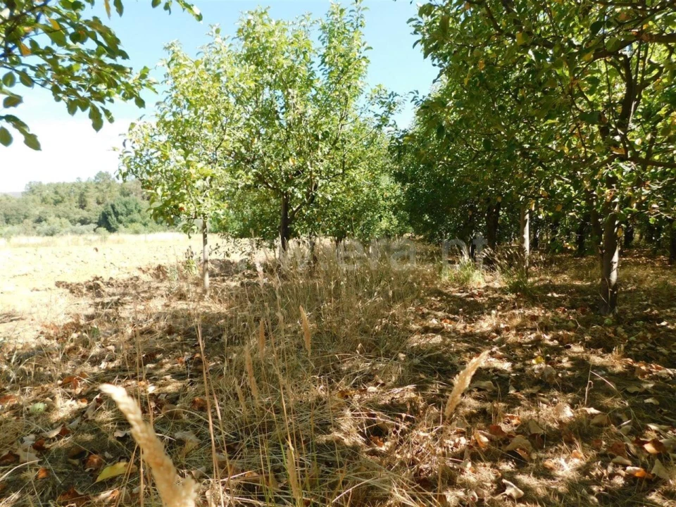 Terreno para Venda em Souto da Casa Foto 13