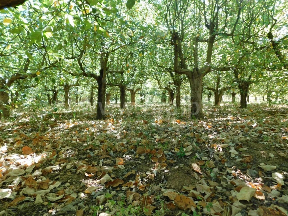 Terreno para Venda em Souto da Casa Foto 11