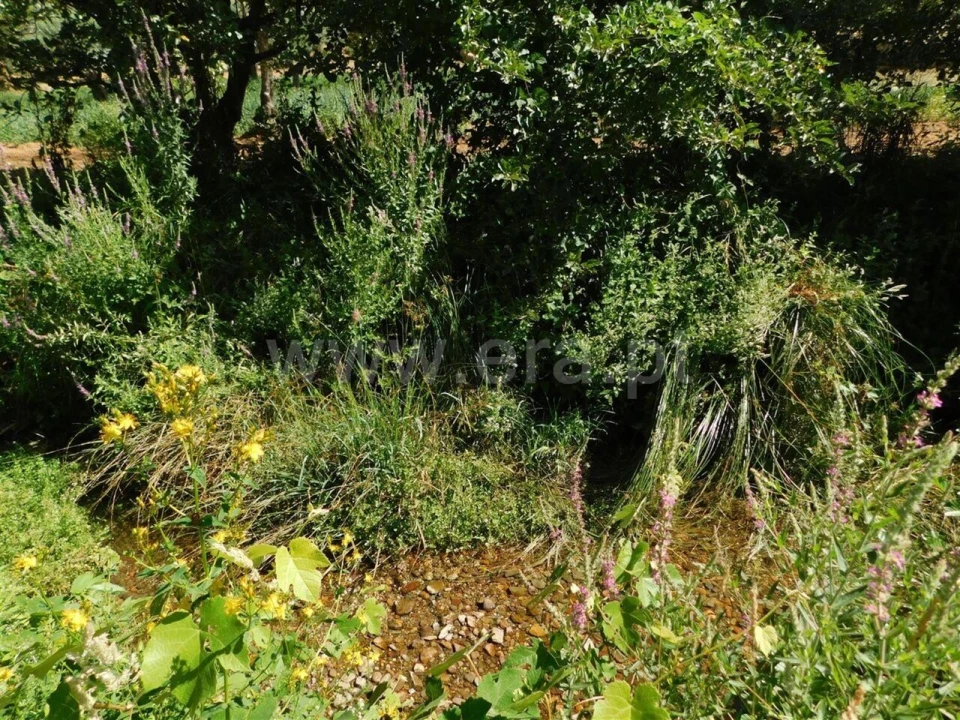 Terreno para Venda em Souto da Casa Foto 6