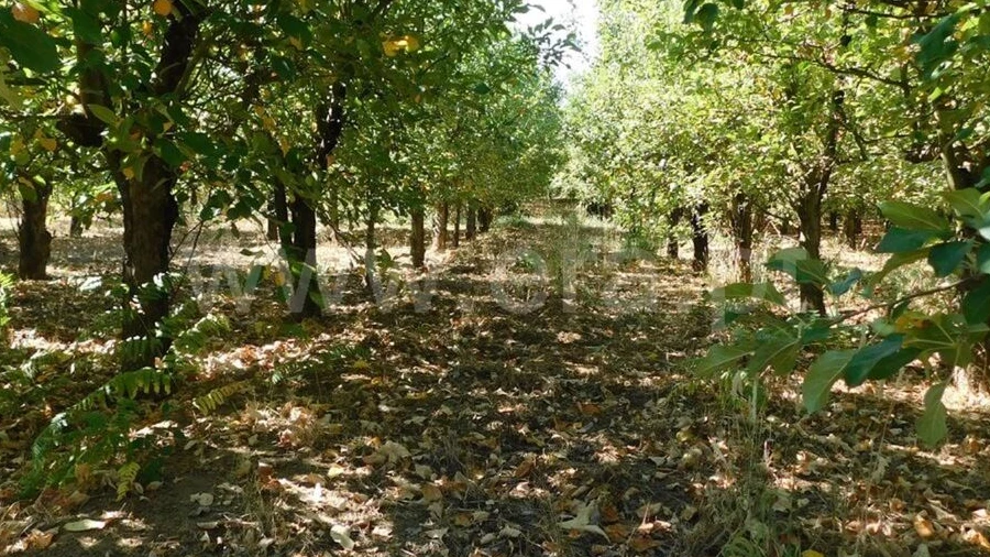 Terreno para Venda em Souto da Casa