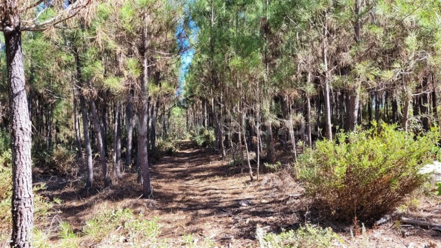 Quinta T0 para Venda em Enxames Foto 12