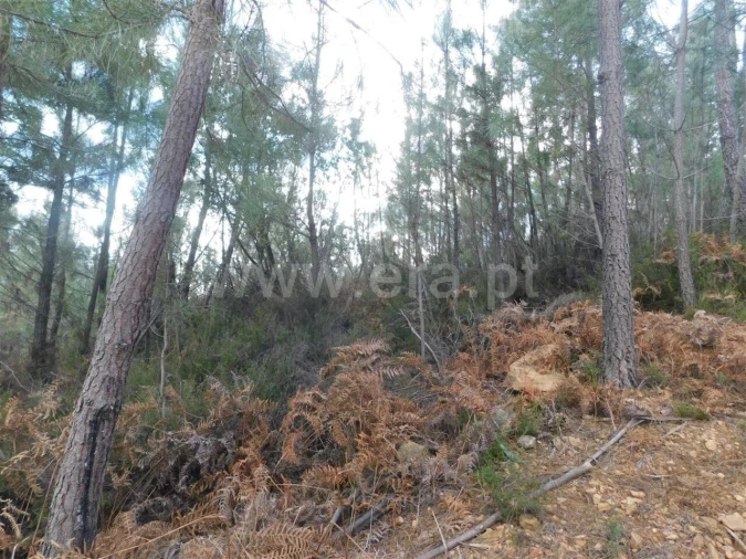 Terreno para Venda em Souto da Casa Foto 4