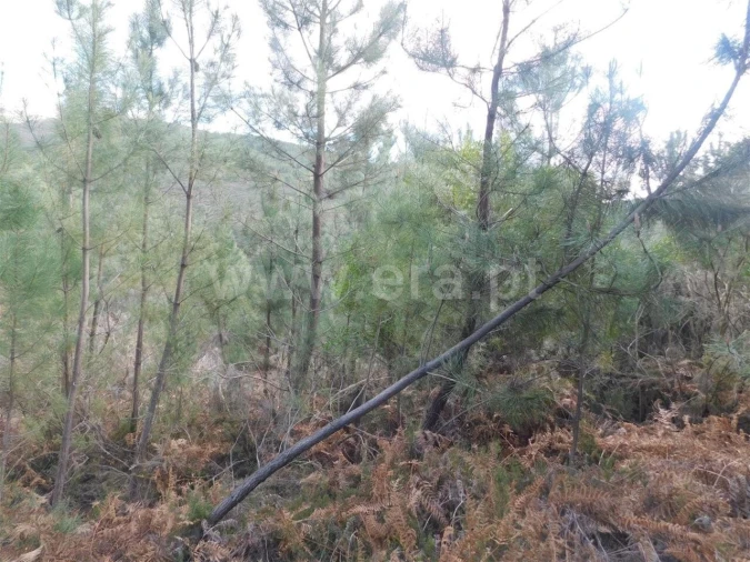 Terreno para Venda em Souto da Casa Foto 1