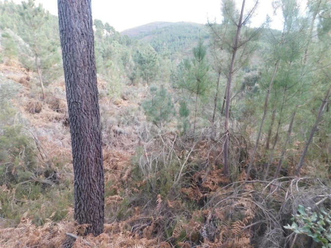 Terreno para Venda em Souto da Casa Foto 2