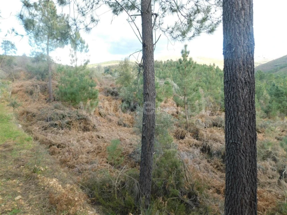 Terreno para Venda em Souto da Casa Foto 3