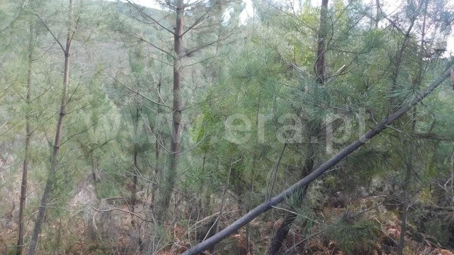 Terreno para Venda em Souto da Casa