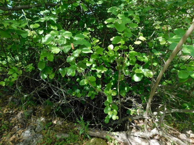 Terreno para Venda em Orca Foto 6
