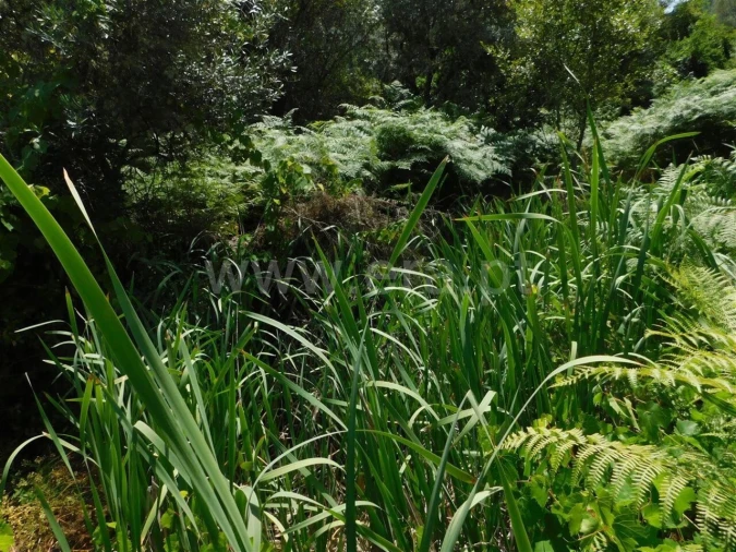 Quinta T0 para Venda em Lavacolhos Foto 9