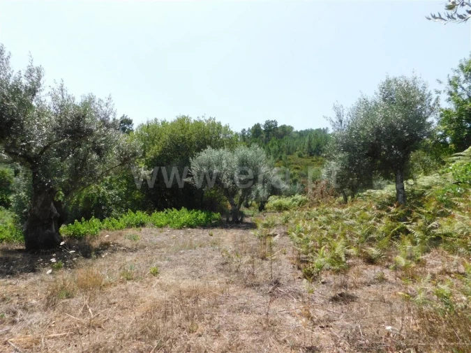 Quinta T0 para Venda em Lavacolhos Foto 11