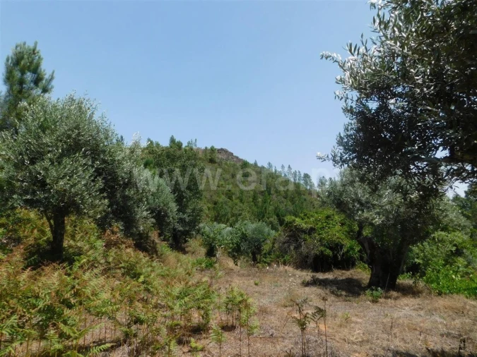 Quinta T0 para Venda em Lavacolhos Foto 10