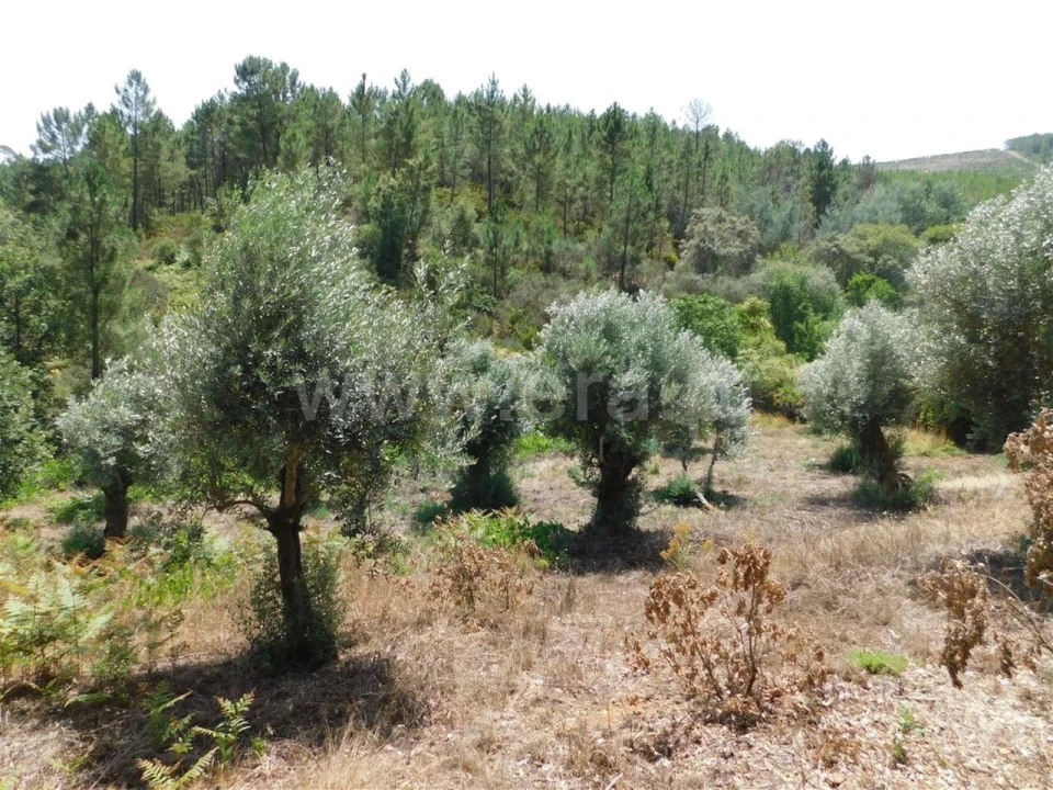 Quinta T0 para Venda em Lavacolhos Foto 7
