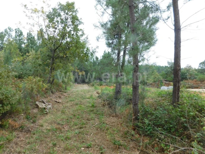 Terreno para Venda em Alcaide Foto 15