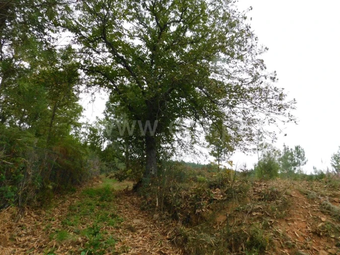 Terreno para Venda em Alcaide Foto 10