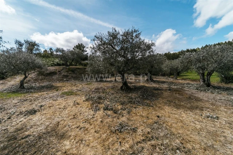 Terreno para Venda em Castelejo Foto 4