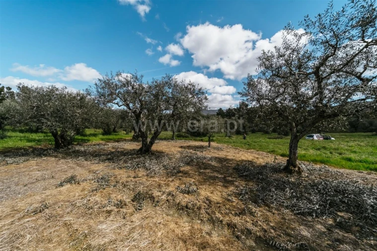 Terreno para Venda em Castelejo Foto 5