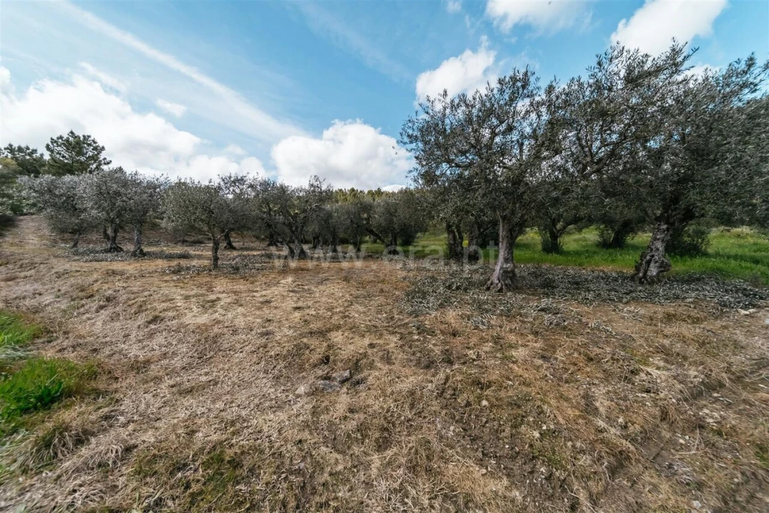 Terreno para Venda em Castelejo Foto 2