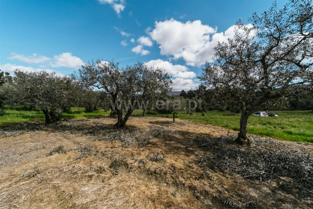 Terreno para Venda em Castelejo Foto 5
