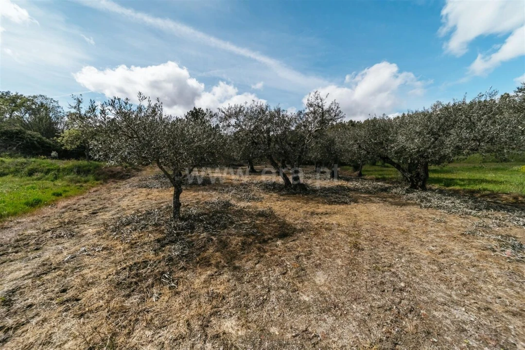 Terreno para Venda em Castelejo Foto 3