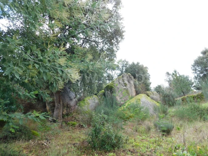 Terreno para Venda em Pero Viseu Foto 2