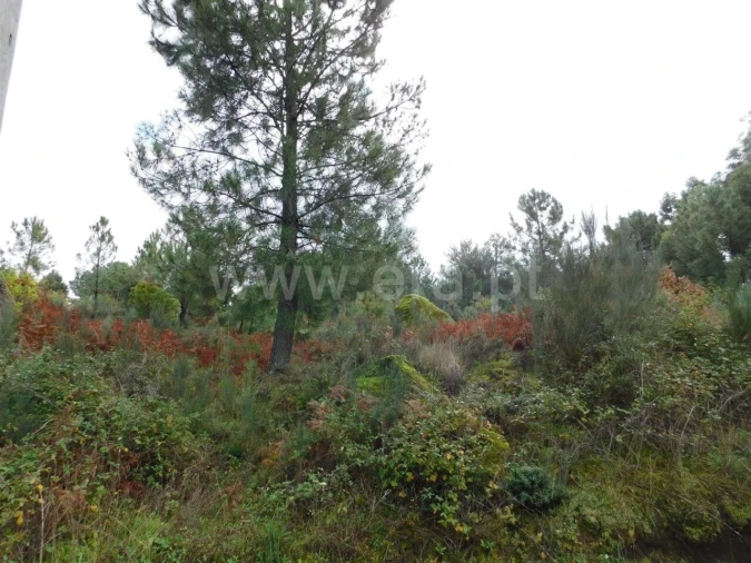 Terreno para Venda em Pero Viseu Foto 4
