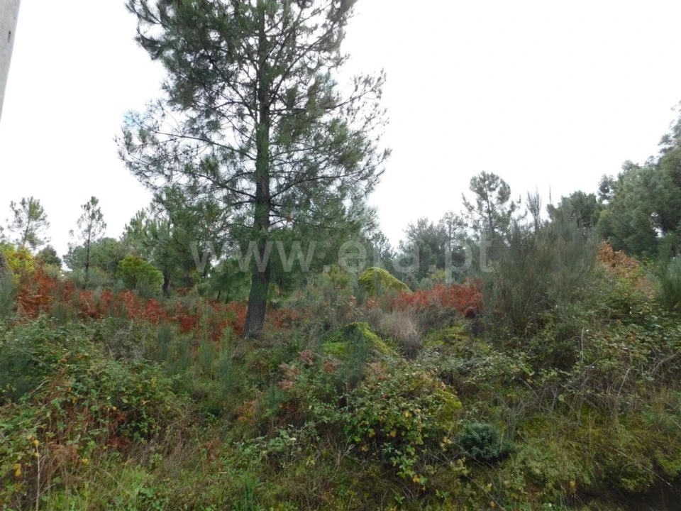 Terreno para Venda em Pero Viseu Foto 4