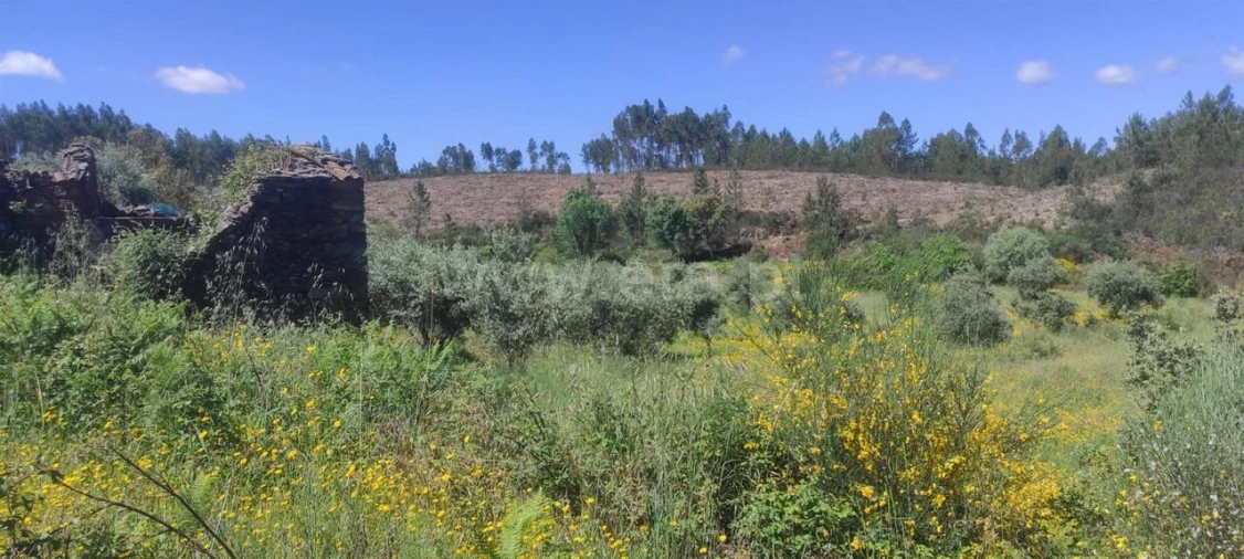 Quinta T0 para Venda em São Vicente da Beira Foto 7