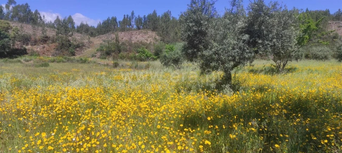 Quinta T0 para Venda em São Vicente da Beira Foto 11