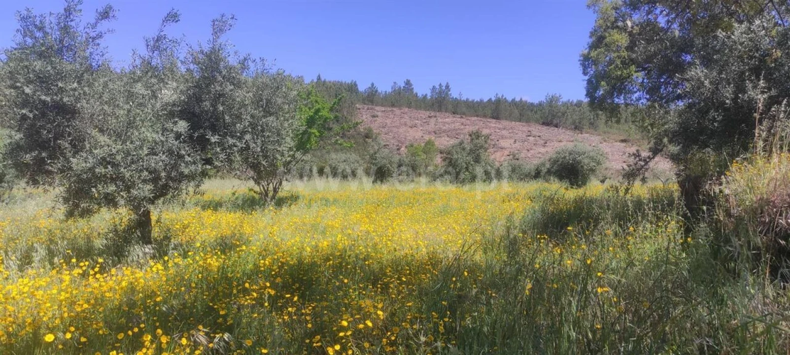 Quinta T0 para Venda em São Vicente da Beira Foto 9