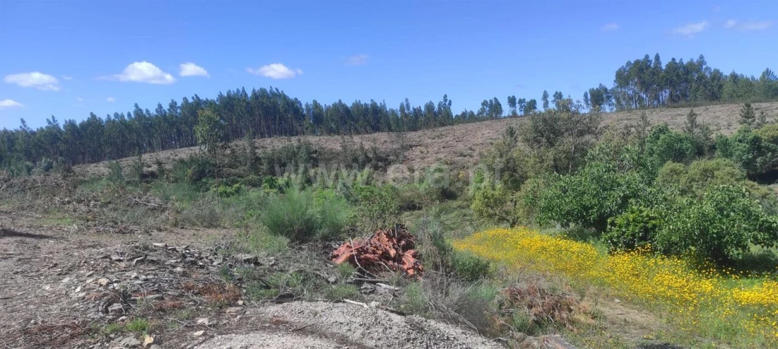 Quinta T0 para Venda em São Vicente da Beira Foto 3