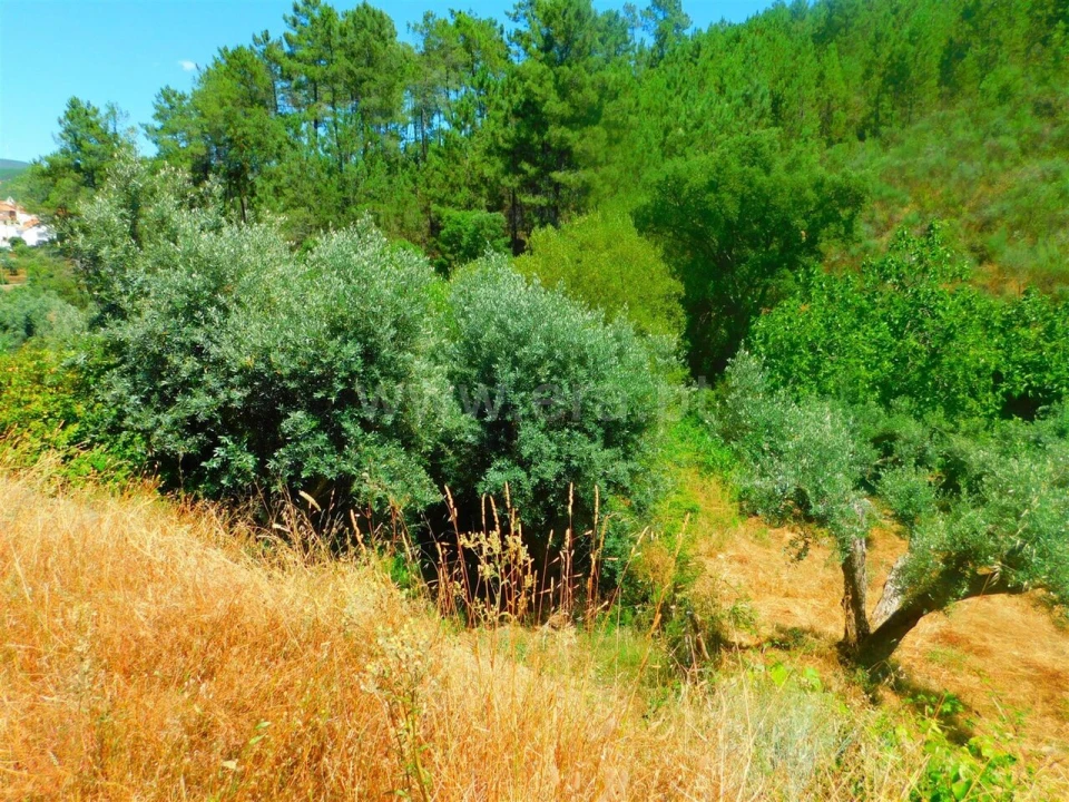 Terreno para Venda em São Vicente da Beira Foto 4